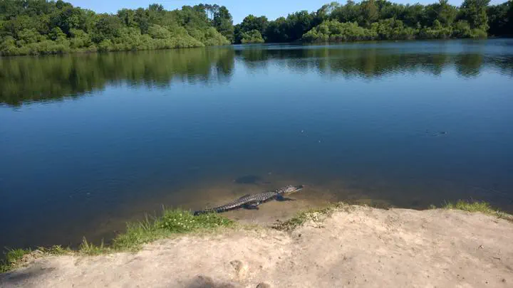 Alligator on the shore of Lake Alice within the University of Florida campus in Gainesville, Florida (also in picture are two softshell turtles).